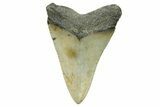 Serrated, Fossil Megalodon Tooth - North Carolina #294477-1